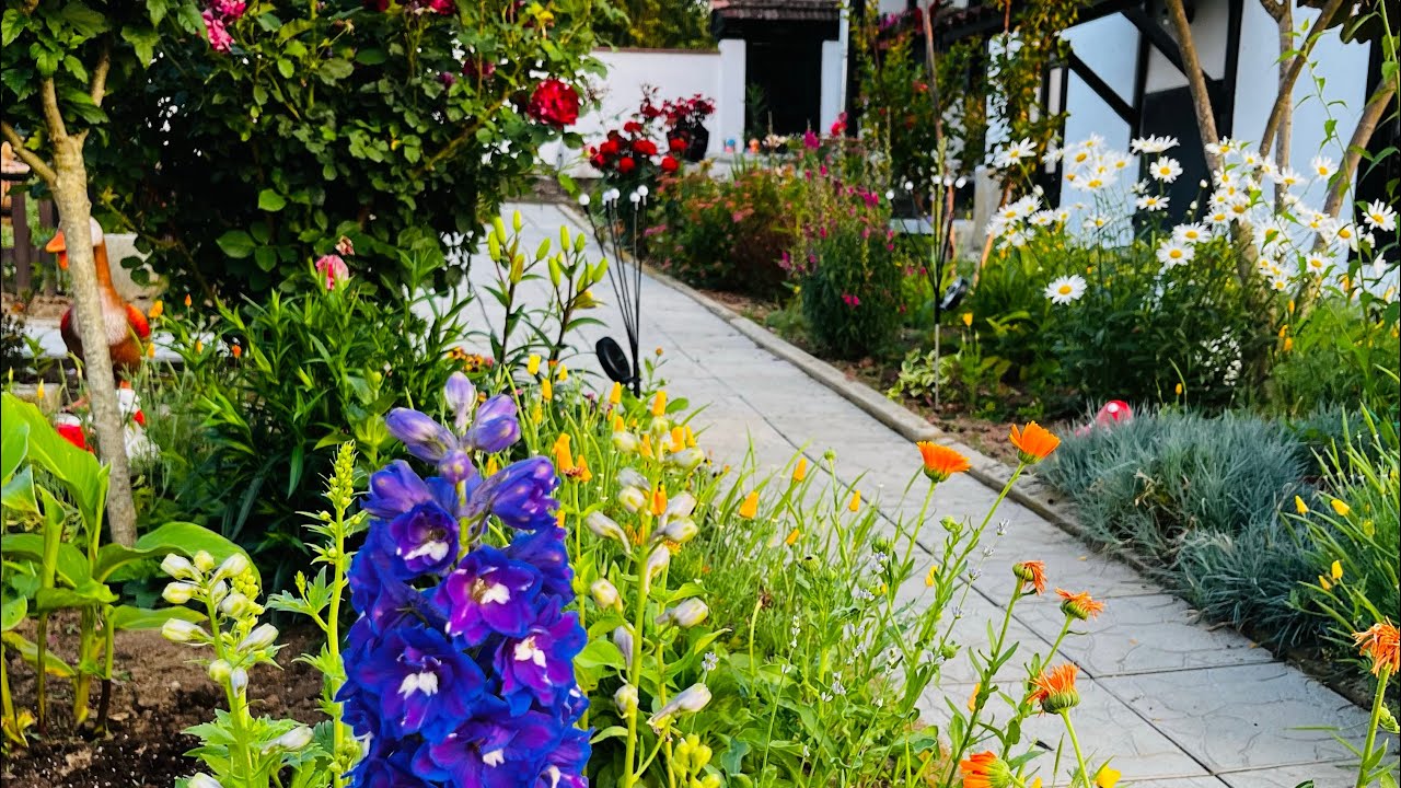 ЮНСКА ОБИКОЛКА -НЕКАНЕН ГОСТ - ГЪЛЪБА - 15.06.2025