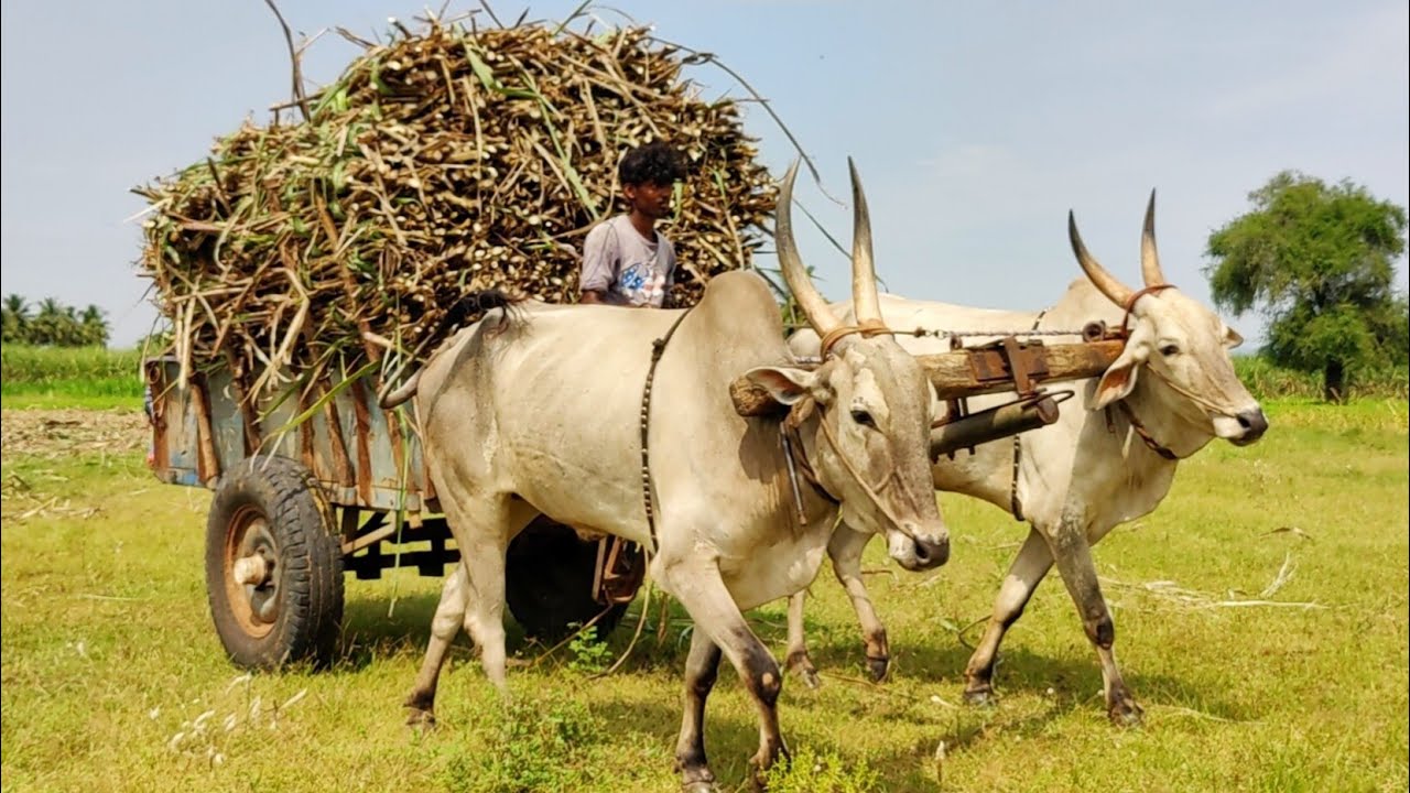 new Young's Bullock Cart Heavy load stuck in heavy load Sugarcane // Indian's buffalo videos