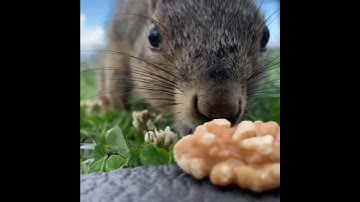 Feed The Squirrels #squirrelfriends #squirrellove #squirrelvideo #squirrels #squirreleating 🐿️