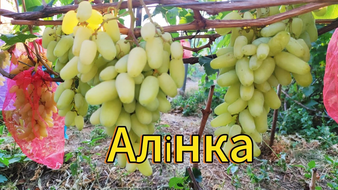 Виноград Алінка 2025 порівняння з конкурентами 