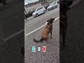 le Malinois GUN 29