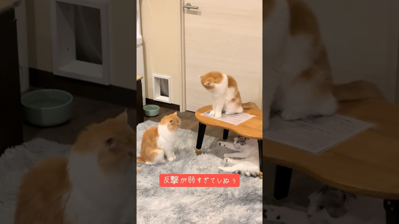 反撃が弱すぎる#shorts