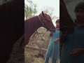 most powerful and healthy horse|#youtubeshorts #animals #viralvideo
