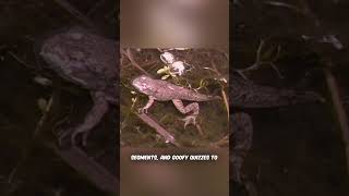 The Kratt Brothers BEFORE Zoboomafoo?