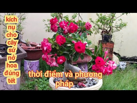 Thời điểm và phương pháp kích nụ cho cây Sứ để hoa nở đúng Tết Nguyên đán