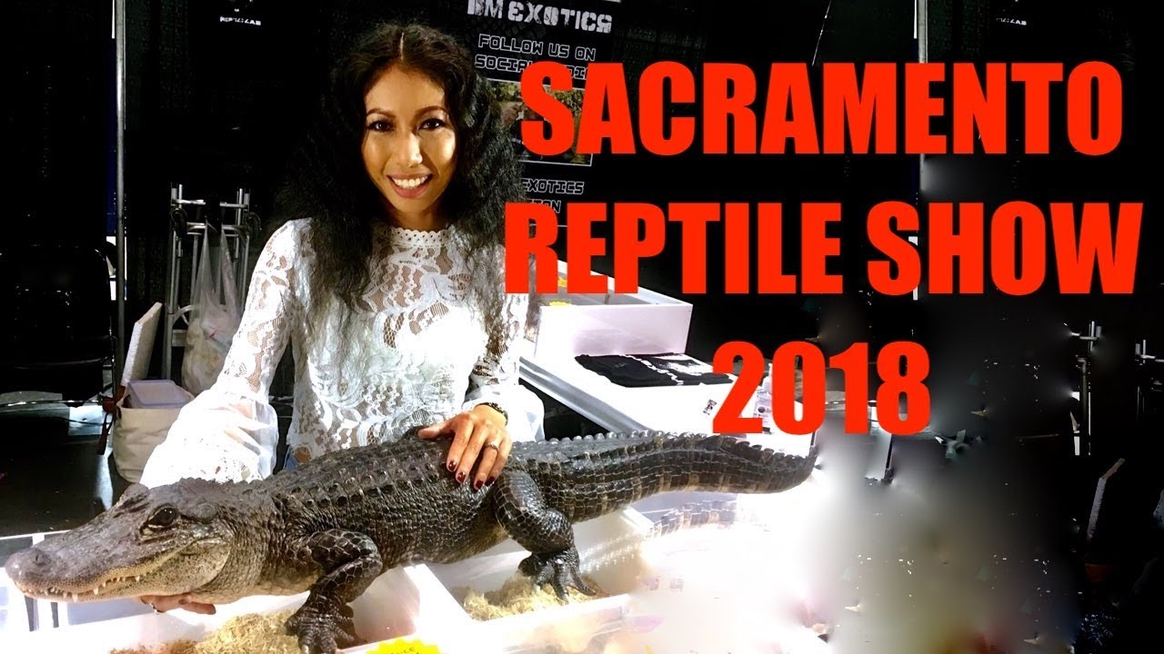 SACRAMENTO REPTILE SHOW Sept 2018 YouTube