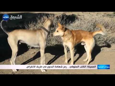 المسيلة الكلب السلوقي رمز شهامة البدوي في طريق الانقراض