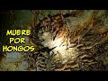 TERMINA MUERTO POR HONGOS | The Last Of Us Resumen Capítulo 1  | Tu Resumen Al Paso