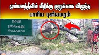 முல்லைத்தீவில் வீதிக்கு குறுக்காக விழுந்த பாரிய புளியமரம்