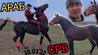 сатылды АРАБ келди УЛУК МЫРЗАГА 🐎СРВ ны сура