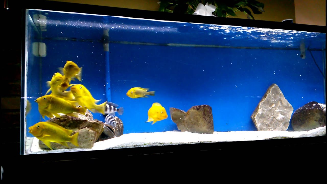 dubstep dj Wild Petrochromis Moshi eating Repashy Krill