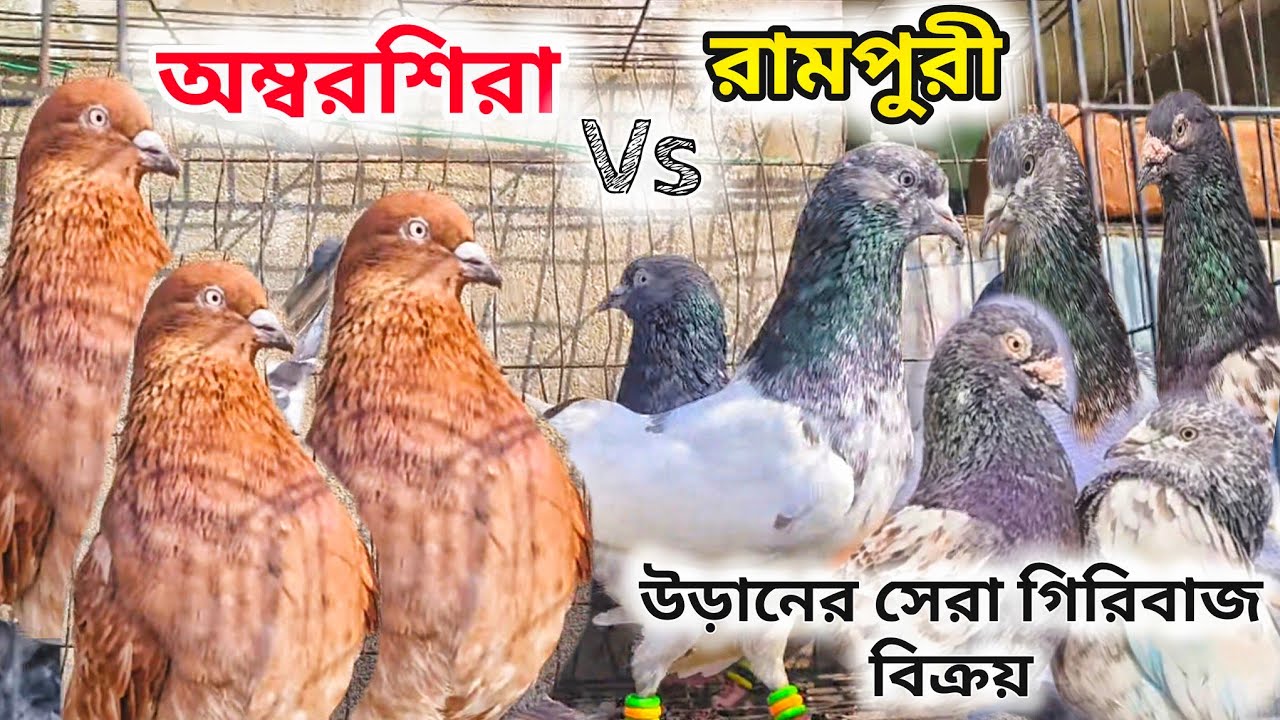 উড়ানের সমস্ত গিরিবাজ কবুতর বিক্রয়।UP/RAJASTHANI OLD LINE GIRIBAJ KABUTOR ।@pigeonsloverrj9600 