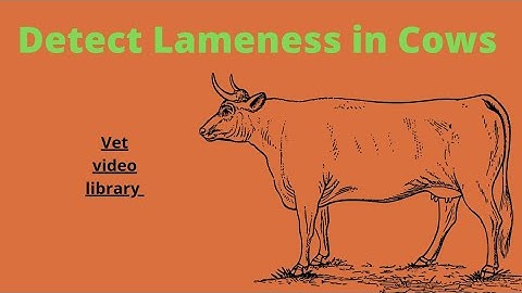 Lameness Detection In Cows