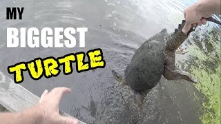 The BIGGEST Snapping Turtle I Ever Caught!