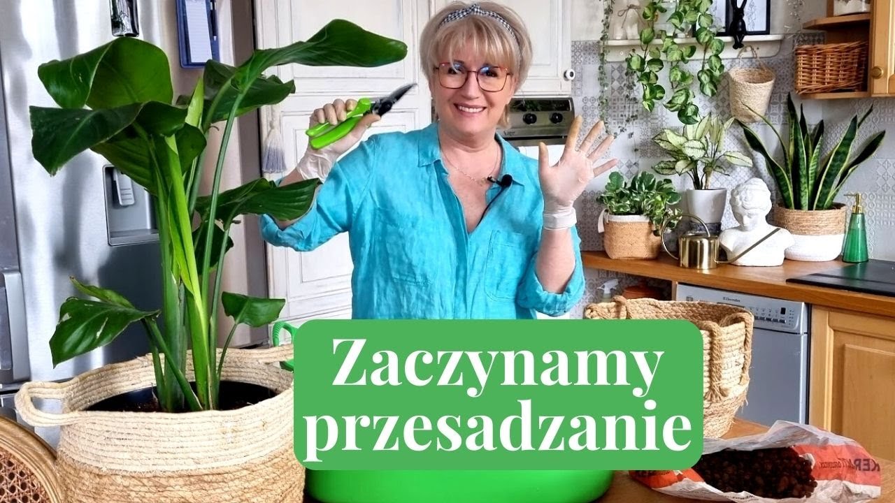 KONIECZNIE MUSZĘ  PRZESADZIĆ /// STRELICJA NICOLAI /// [400]