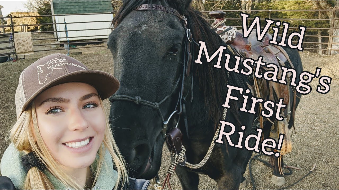 Wild Mustang's First Ride! YouTube