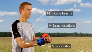 Theraband flexbar exercises - forearm training for tennis players, climbers, rowers and golfers