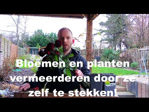 Video: Buitenplanten: namen, beschrijvingen, teelt