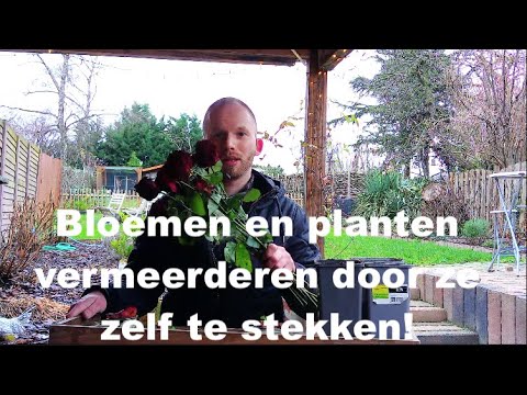 Video: Acacia (48 Foto's): Wat Is Het? Hoe Zien Bloemen En Bladeren Eruit Aan Een Boom? Waar Groeit Het? Zaailingen Planten, Vermeerderen Door Stekken En Op Andere Manieren