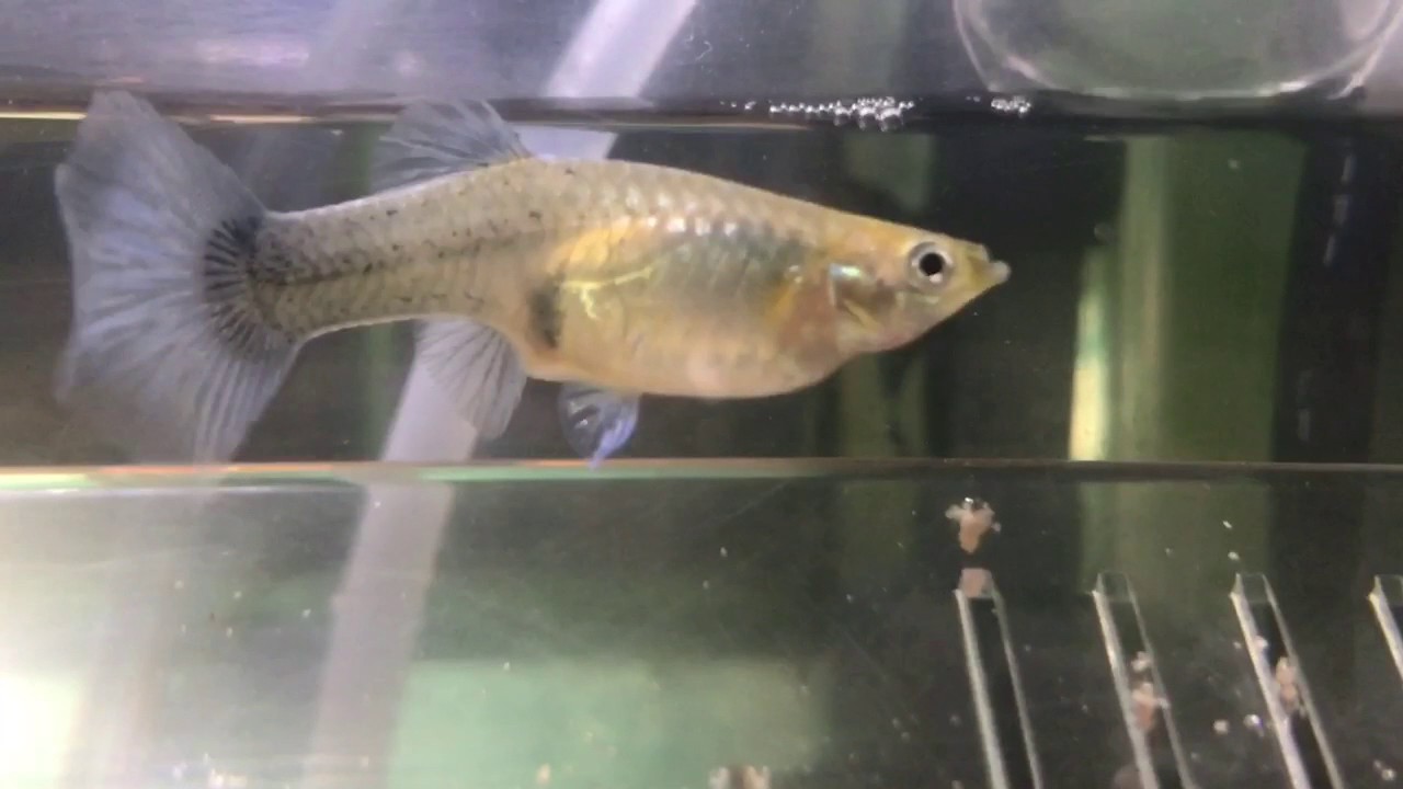 グッピー出産の瞬間 Youtube