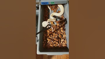 #snake #animals #ballpython #reptiles #subscribe #shorts #shortvideo #shortsfeed #like #follow