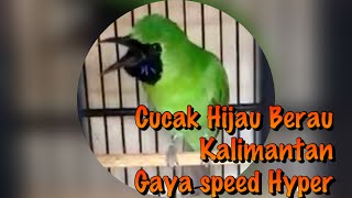 Cucak hijau Asli Berau hutan rimba Kalimantan gaya hyper