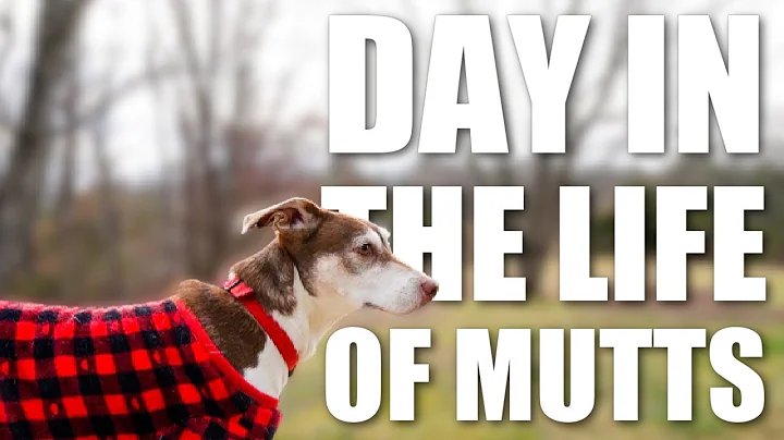 I Followed My Dogs Around For a Day | The Dogvlog