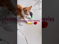 Şeker kedim mavişinn oyuncağını yemek istiyor #yavruhayvanlar #cat