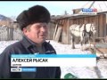 Минусинский мастер одевает лошадей "с иголочки"
