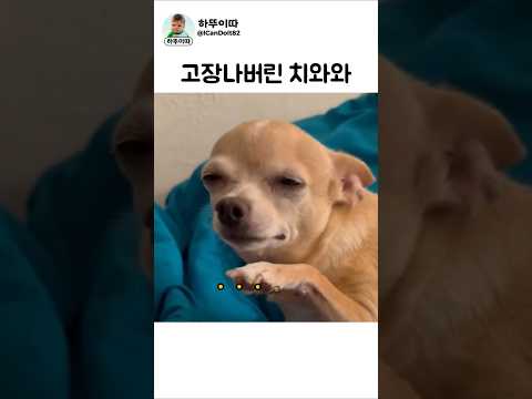 대체 뭘 숨긴거냐!! 뚜치(와와)야!! #강아지 #dog #치와와 thumbnail