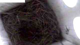 KY-heath-20100510.mp4