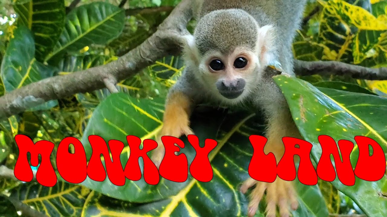 MONKEYLAND PUNTA CANA DOMINICAN REPUBLIC November 2021 YouTube