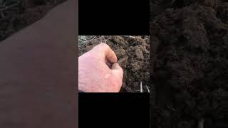Чудесный скифский наконечник #metaldetecting #поисксметаллоискателем #копвкрыму #коп #coin