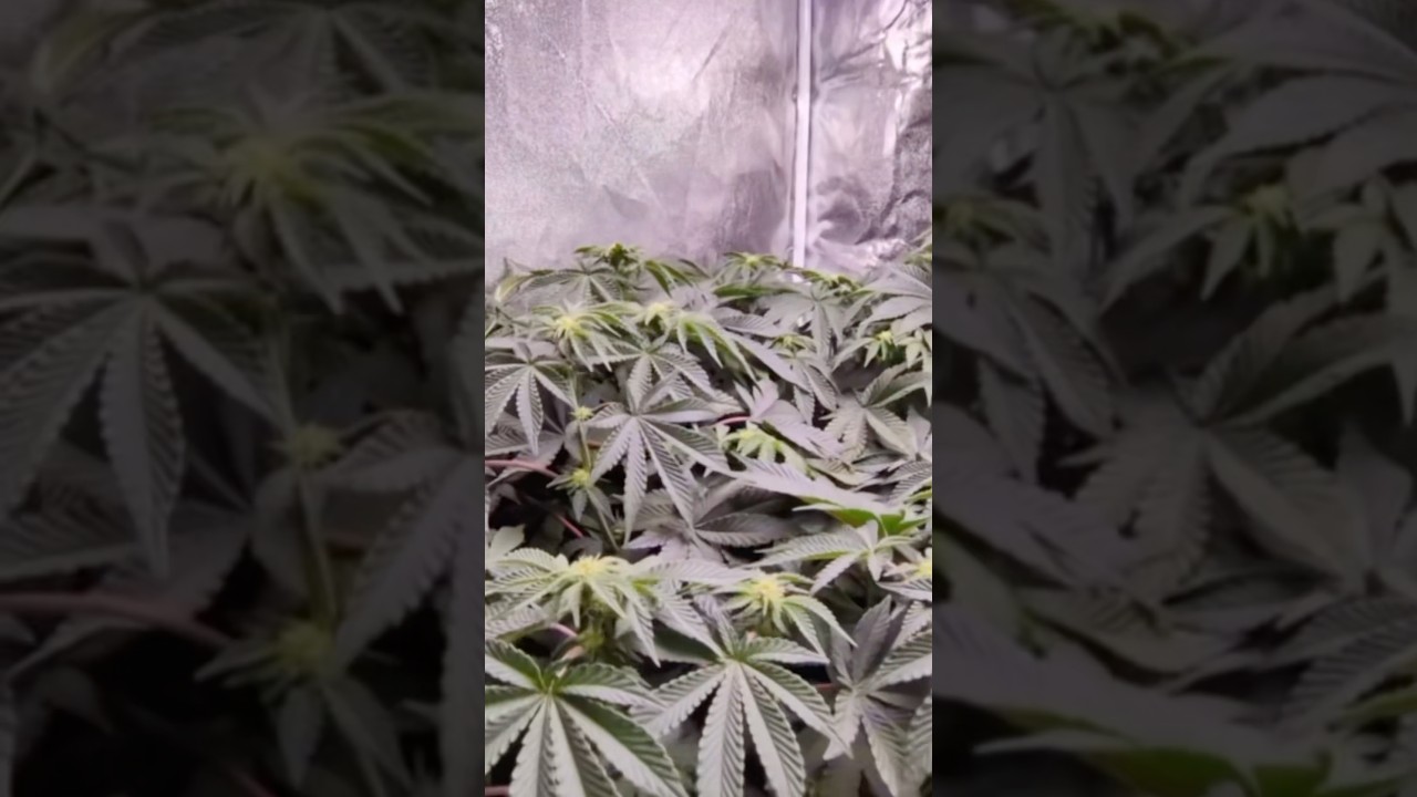 240 W Caluma LED und Rainbowbelts 2.0 x Pure Afghani