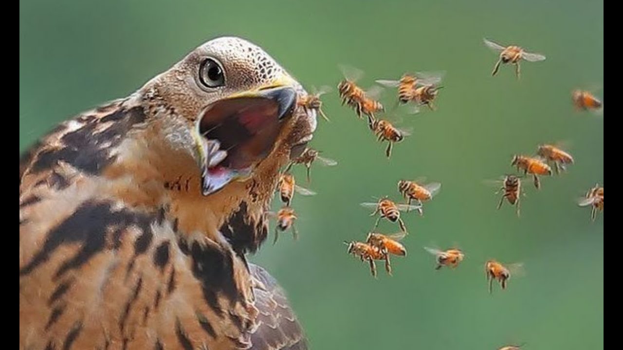 pancingan kenari terbaik dan terbaru untuk membuat burung kalian