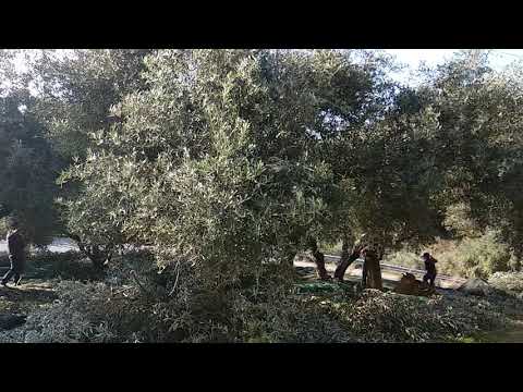Olive harvest -