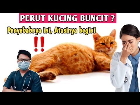 Video: Cara Merawat Jangkitan Saluran Kencing pada Kucing: 6 Langkah