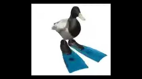 3D duck with water yeezys