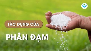 Tác dụng của phân đạm?┃Agridoctor.vn┃Bác sĩ nông nghiệp