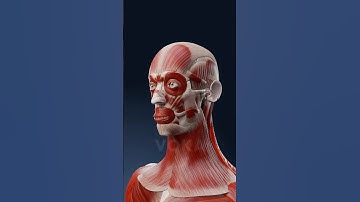 Head muscles anatomy - explore facial and cranial muscles with VOKA 3D Anatomy & Pathology