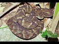 Jararaca ( Bothrops)