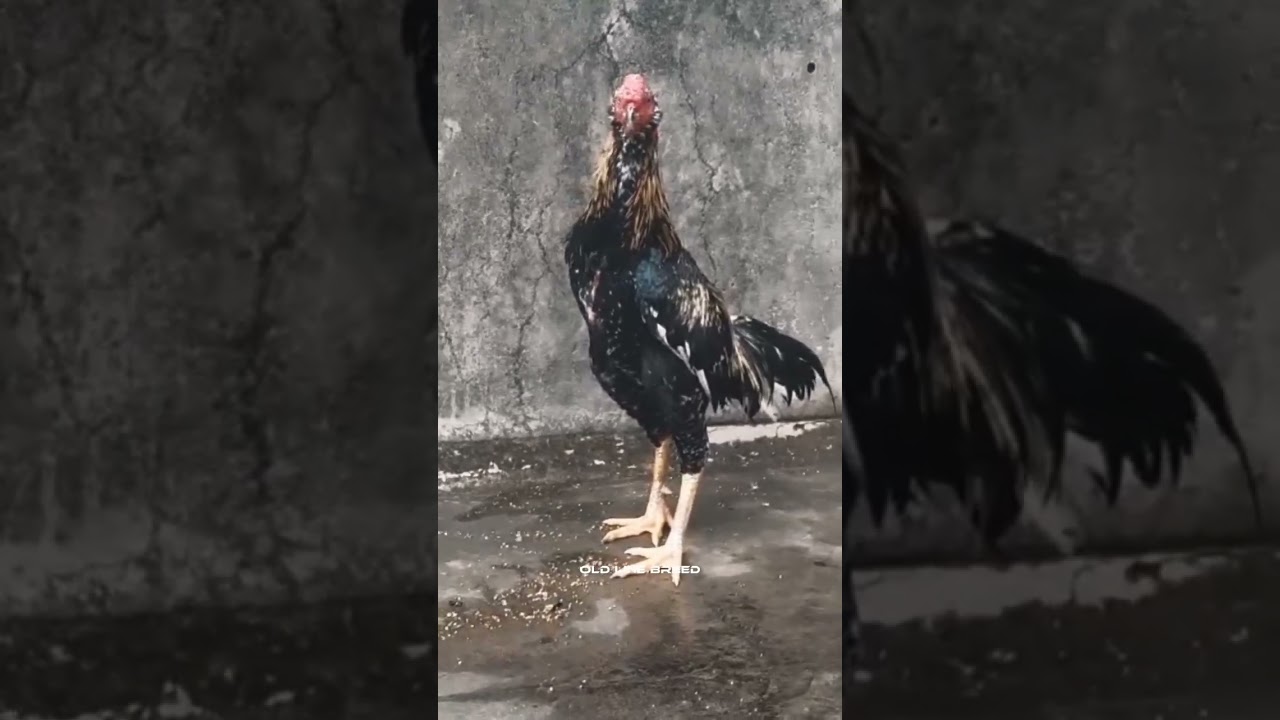 kathar Java | Old Line Breed