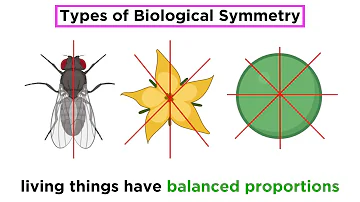 What is biradial symmetry?