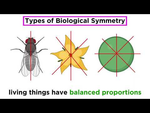 Video: Wat is symmetrie en zijn typen in de biologie?