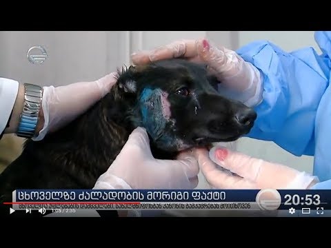 GSPSA-TV IMEDI - ცხოველისადმი მორიგი სისასტიკე თბილისში 09.01.2018