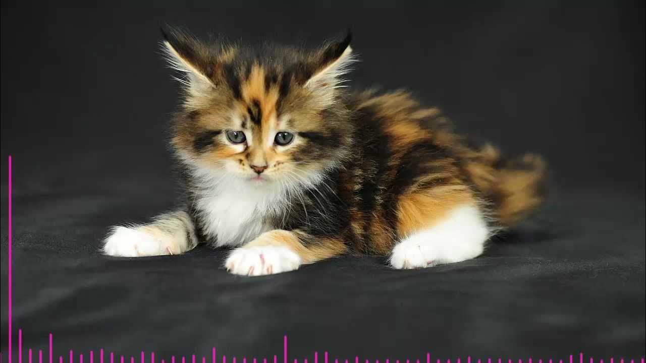 Трёхцветная кошка пушистая. Трехцветный котенок. Пушистый трехцветный котенок. Трёхцветная кошка пушистая. Пушистый трехцветный котенок.