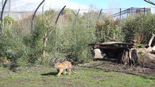 Tiger cub hunting a wood pigeon at Chester Zoo