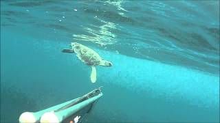 Pesca Sub: nuotando con una tartaruga screenshot 4