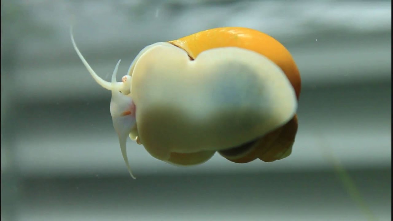 Golden snail пылесос автомобильный