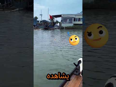 هذان القط ان عبقريان   